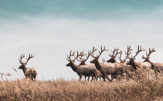 Herd of elk